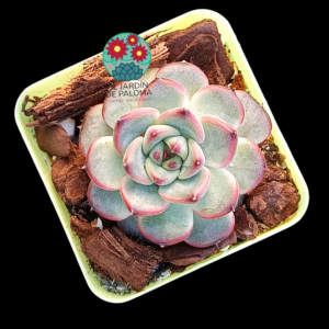 Echeveria Starlight Jenny (importación)