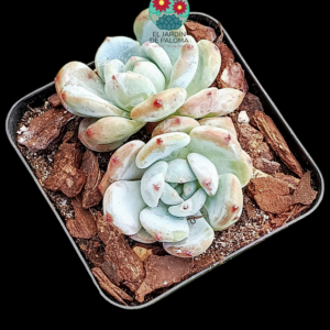 Sedeveria Maxwell doble (importación)