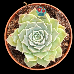 Echeveria Hyalina "Victoria guanajuato" híbrido