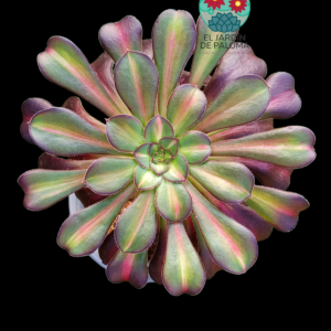 Aeonium Chanel middle variegata (importación, es grande)