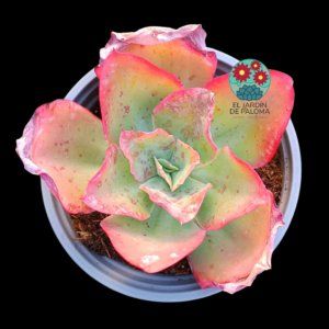 Echeveria Subrigida (maceta grande)