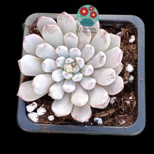 Echeveria Biante