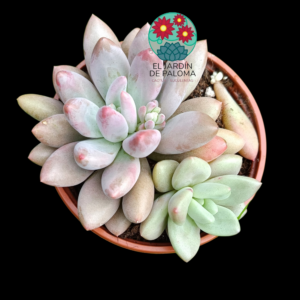 Pachyveria Alikate (maceta tal cual está en fotografía)