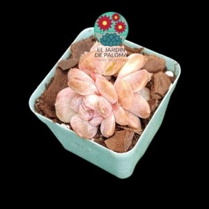 Echeveria "Starmark" (importación)