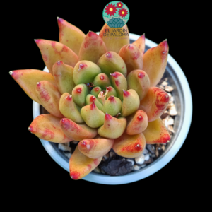 Echeveria Psyche (buen tamaño)
