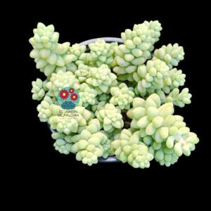 Sedum Morganianum