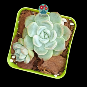 Echeveria Evening snow (importación)