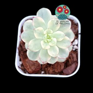 Echeveria Tencho variegata (importación)