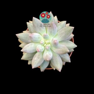 Pachyveria Ángel fingers