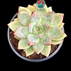 Echeveria Pink champagne