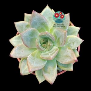 Echeveria Emerald