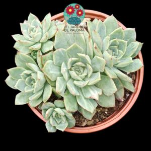 Echeveria California queen (colonia)