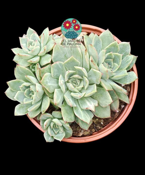 Echeveria California queen (colonia)