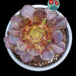 Aeonium Chanel x Bing bang variegata con hijuelo  (importación)