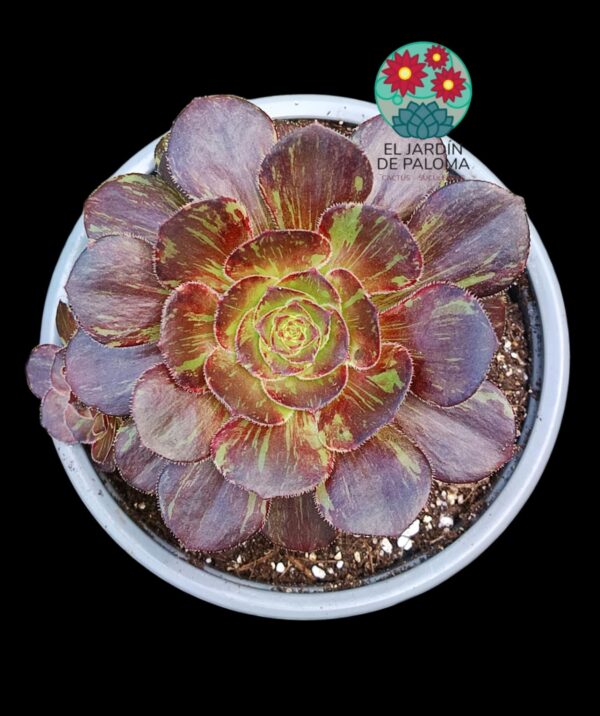 Aeonium Chanel x Bing bang variegata con hijuelo  (importación)