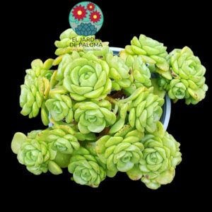Aeonium "Lily pad" bouquet muy grande (necesita trasnplante)