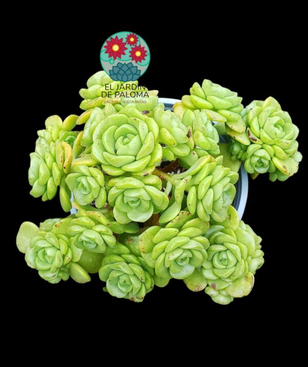 Aeonium "Lily pad" bouquet muy grande (necesita trasnplante)