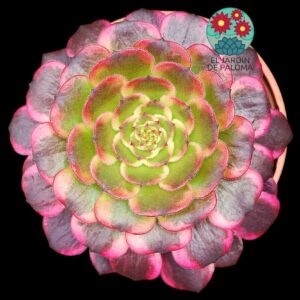 Aeonium "Melon Taro" variegata (importación)