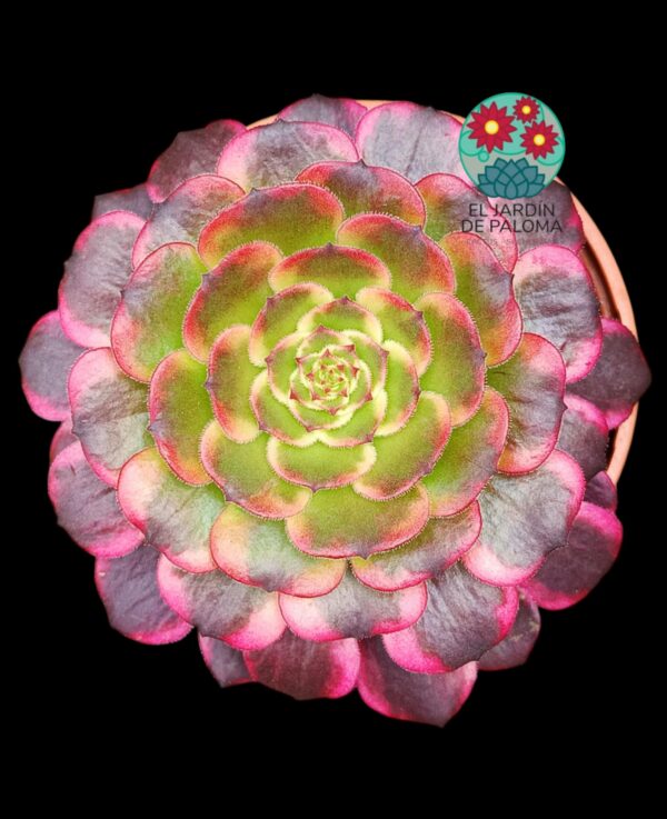 Aeonium "Melon Taro" variegata (importación)