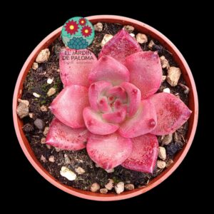 Echeveria Agavoides Romeo