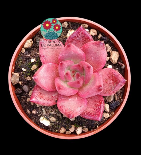 Echeveria Agavoides Romeo