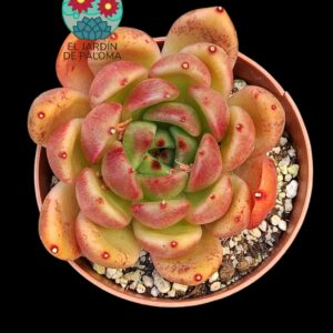 Echeveria Agavoides galaxy mars