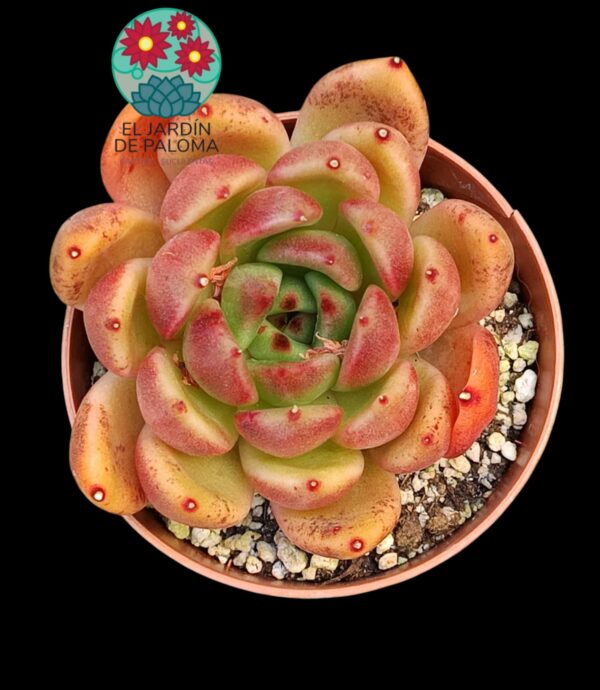 Echeveria Agavoides galaxy mars
