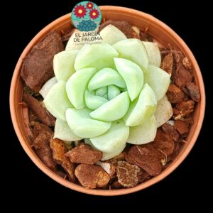 Echeveria Alba beauty (importación, maceta pequeña)
