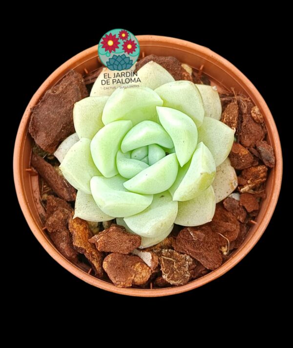 Echeveria Alba beauty (importación, maceta pequeña)
