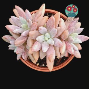 Pachyveria Alikate 3 rosetas (buen tamaño)