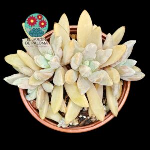 Pachyveria Alikate 3 rosetas