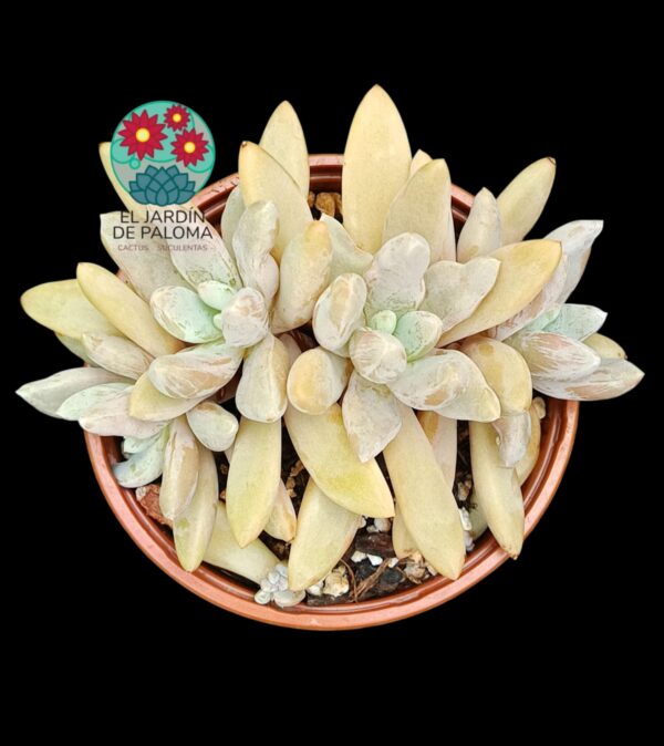 Pachyveria Alikate 3 rosetas