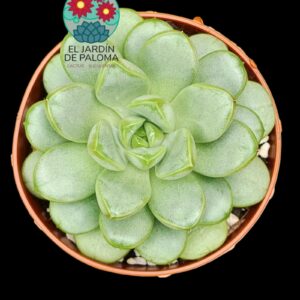 Graptoveria Amethorum