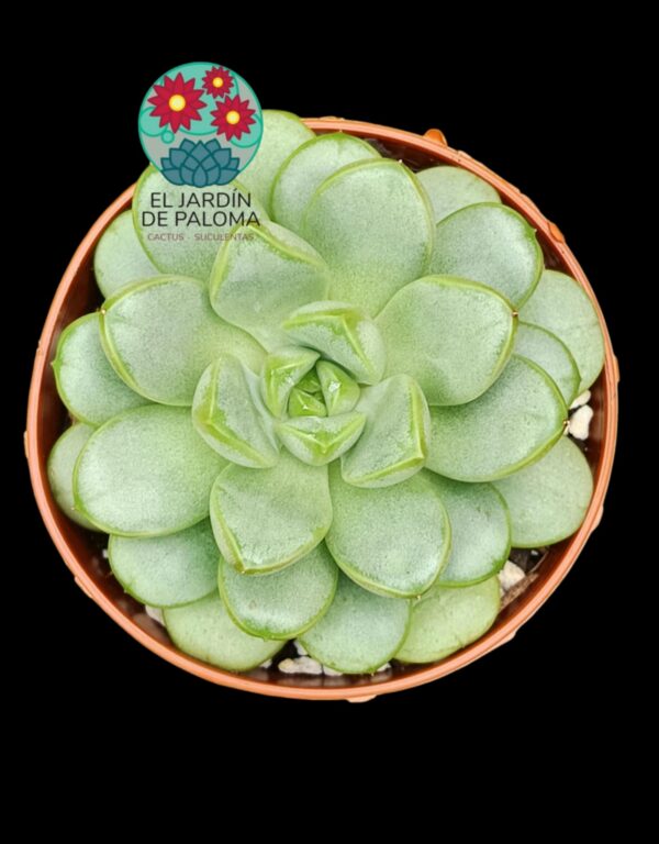 Graptoveria Amethorum