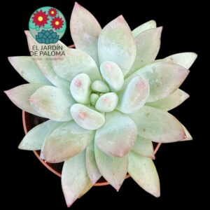 Pachyphytum Angel fingers (es grande)