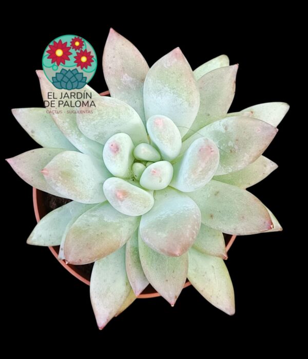 Pachyphytum Angel fingers (es grande)