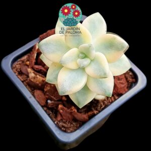Pachyphytum "Apricot beauty variegata"