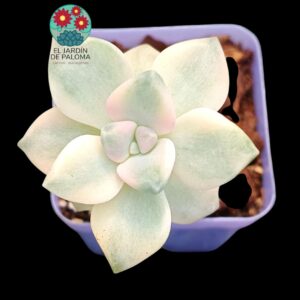 Pachyphytum "Apricot beauty" (maceta pequeña, importación)