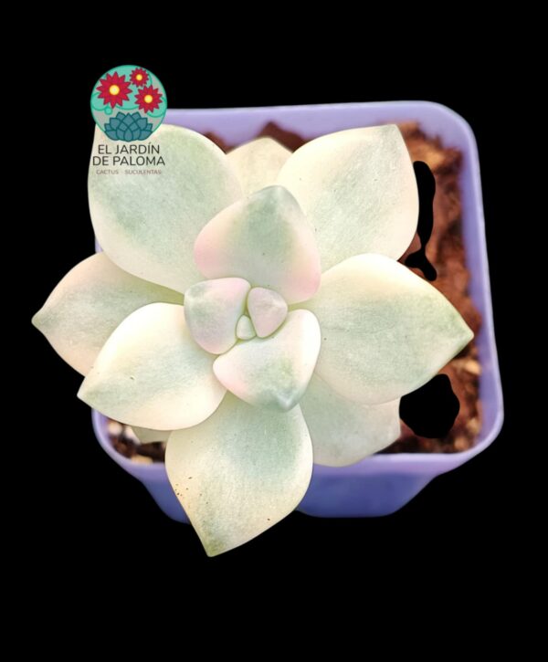 Pachyphytum "Apricot beauty" (maceta pequeña, importación)