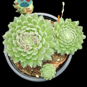 Sempervivum arachnoideum