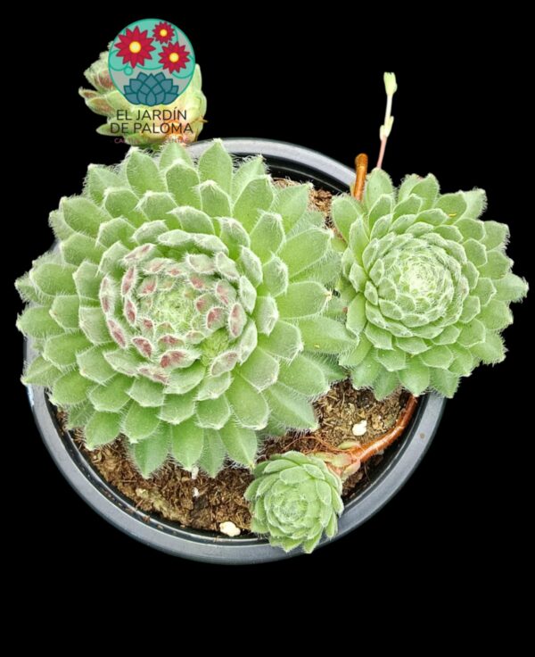 Sempervivum arachnoideum
