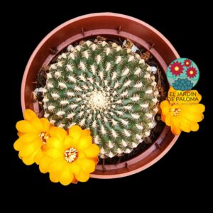 Sulcorebutia arenacea