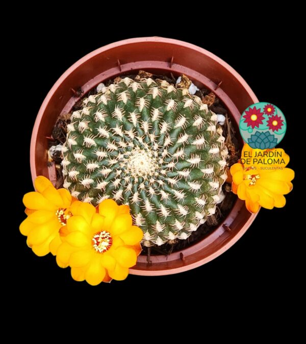 Sulcorebutia arenacea