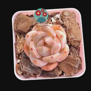 Echeveria Queen orange (importación)