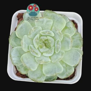 Echeveria Strawberry bear (importación)