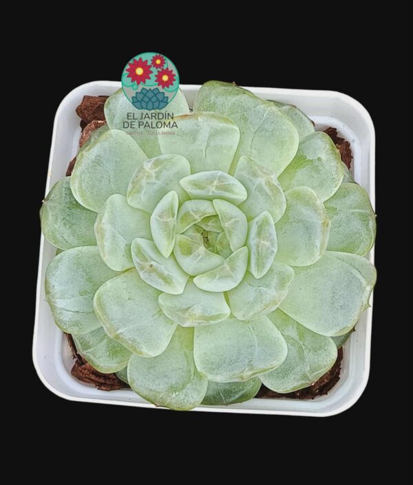 Echeveria Strawberry bear (importación)