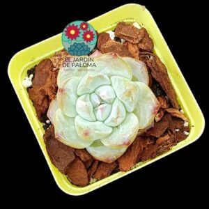 Echeveria Macchiato (importación)