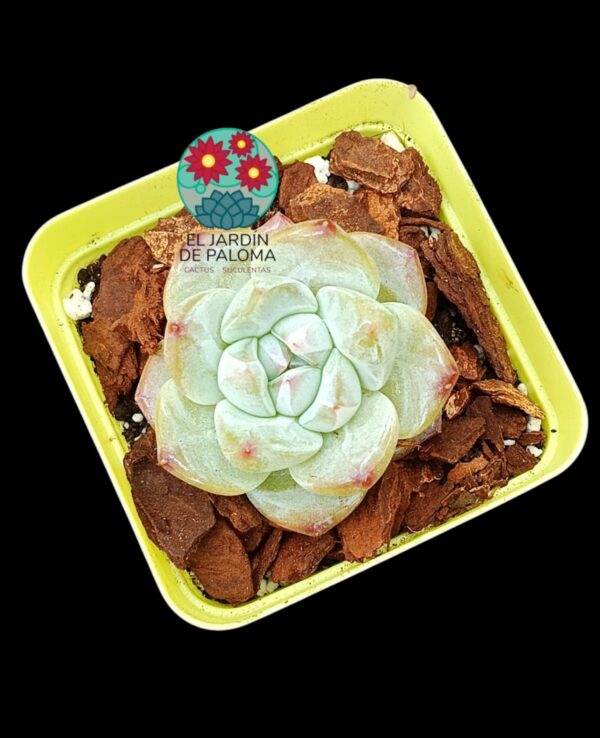 Echeveria Macchiato (importación)