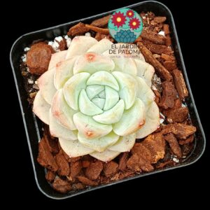 Echeveria Evening snow (importación)