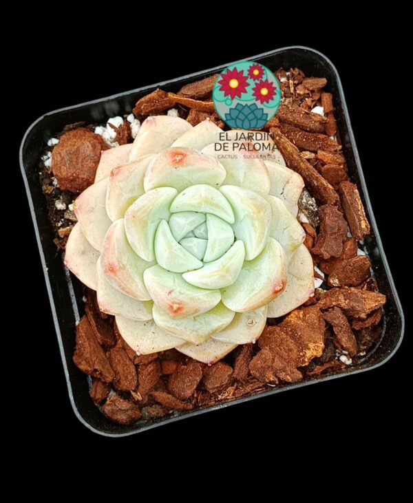 Echeveria Evening snow (importación)